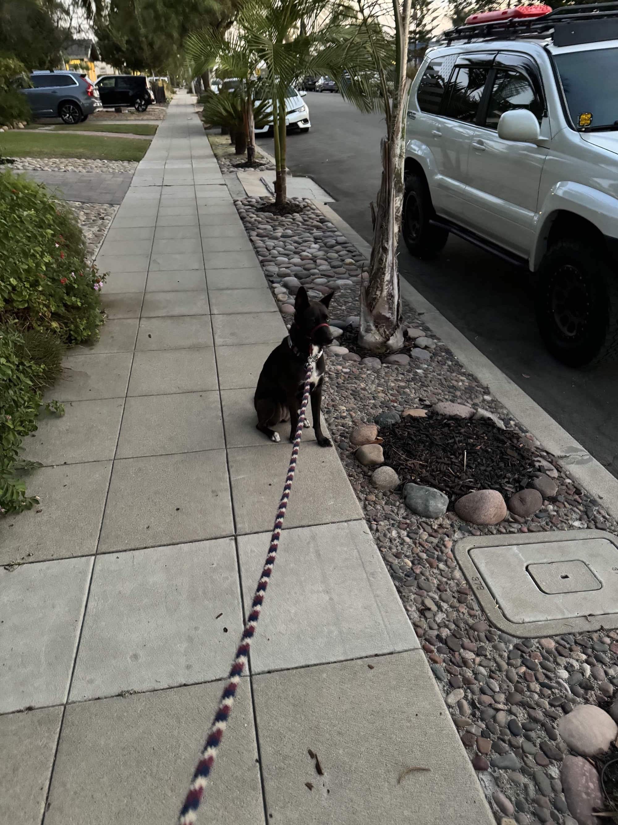 A picture of a black dog named Bowie sitting, taken on September 10 2024 at 6:13 am